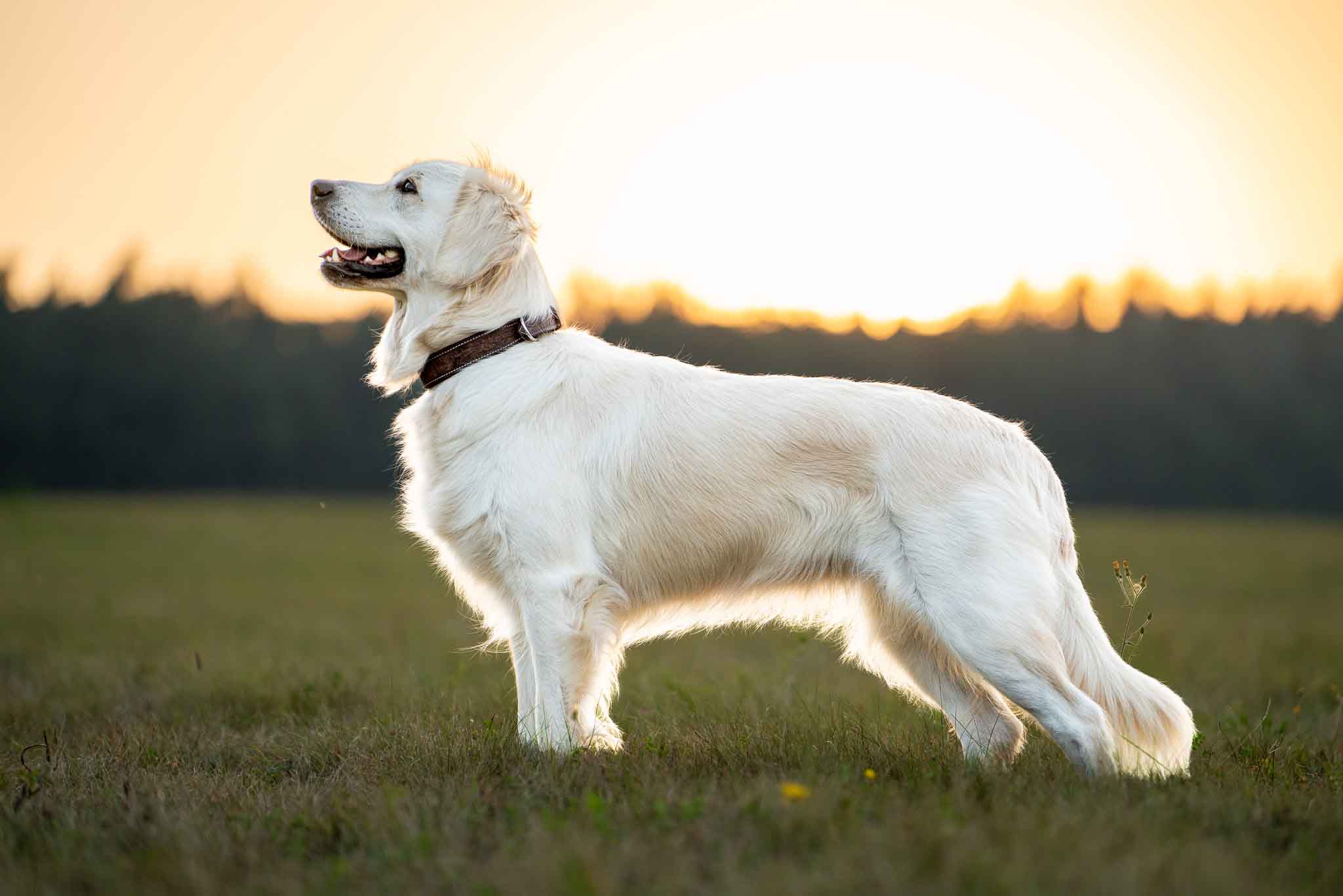 Pfoten im Fokus – Hundefotografie optimal meistern! PRAXIS Workshop Pfoten im Fokus – Hundefotografie optimal meistern! PRAXIS Workshop